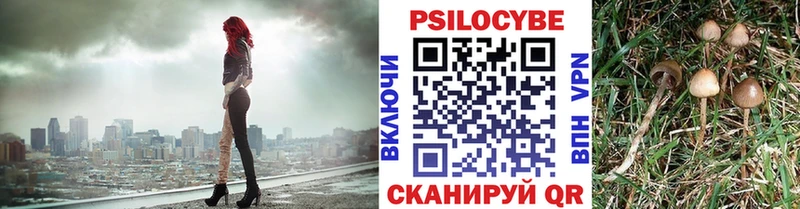 Псилоцибиновые грибы Psilocybine cubensis Богородск